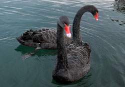 Kuğuların güneş keyfi