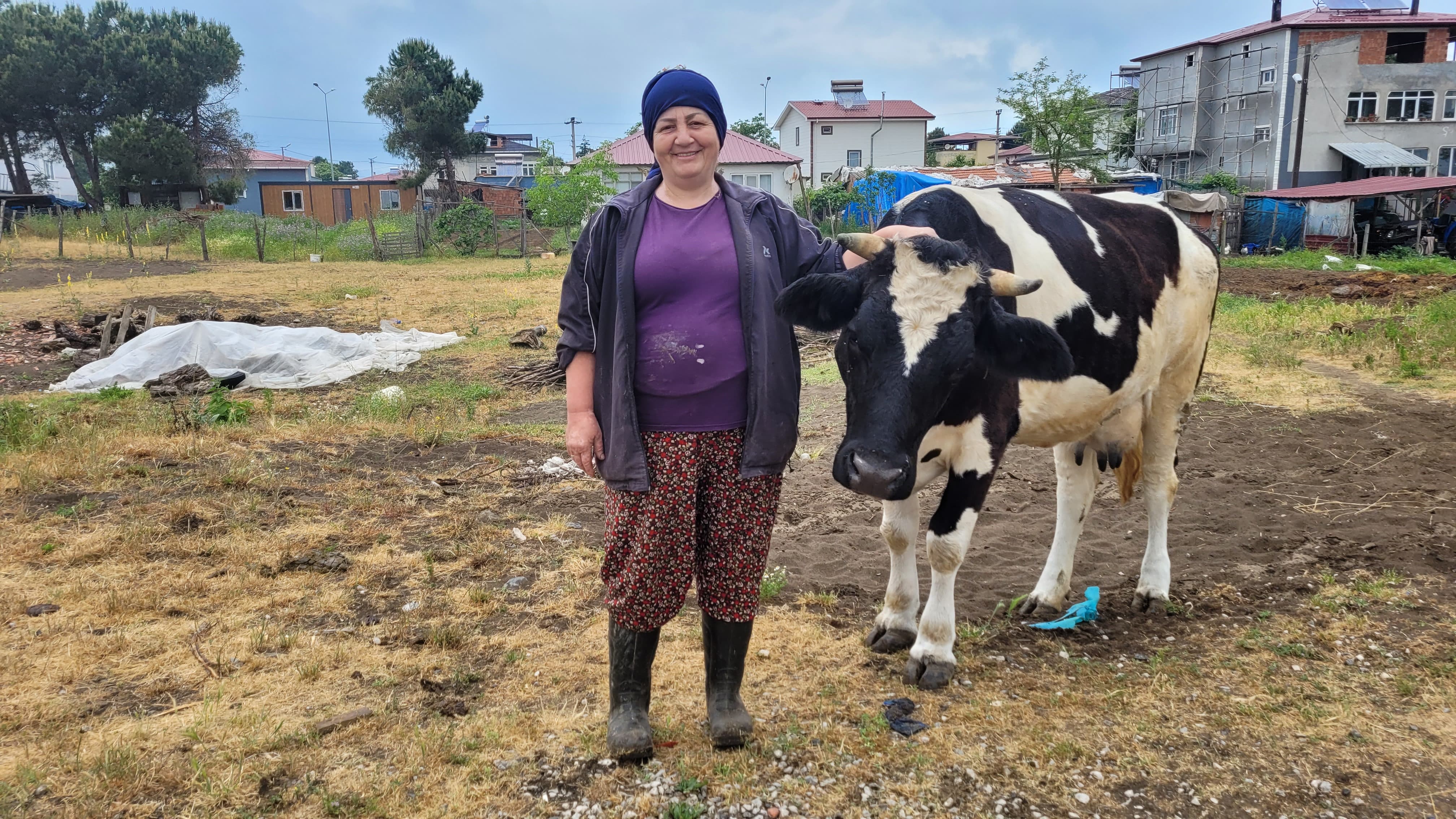 Hamide Şeker Günde 300 Litre Süt Üretiyor