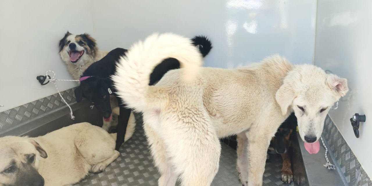 Sürü halinde gezen 37 sahipsiz köpek toplandı