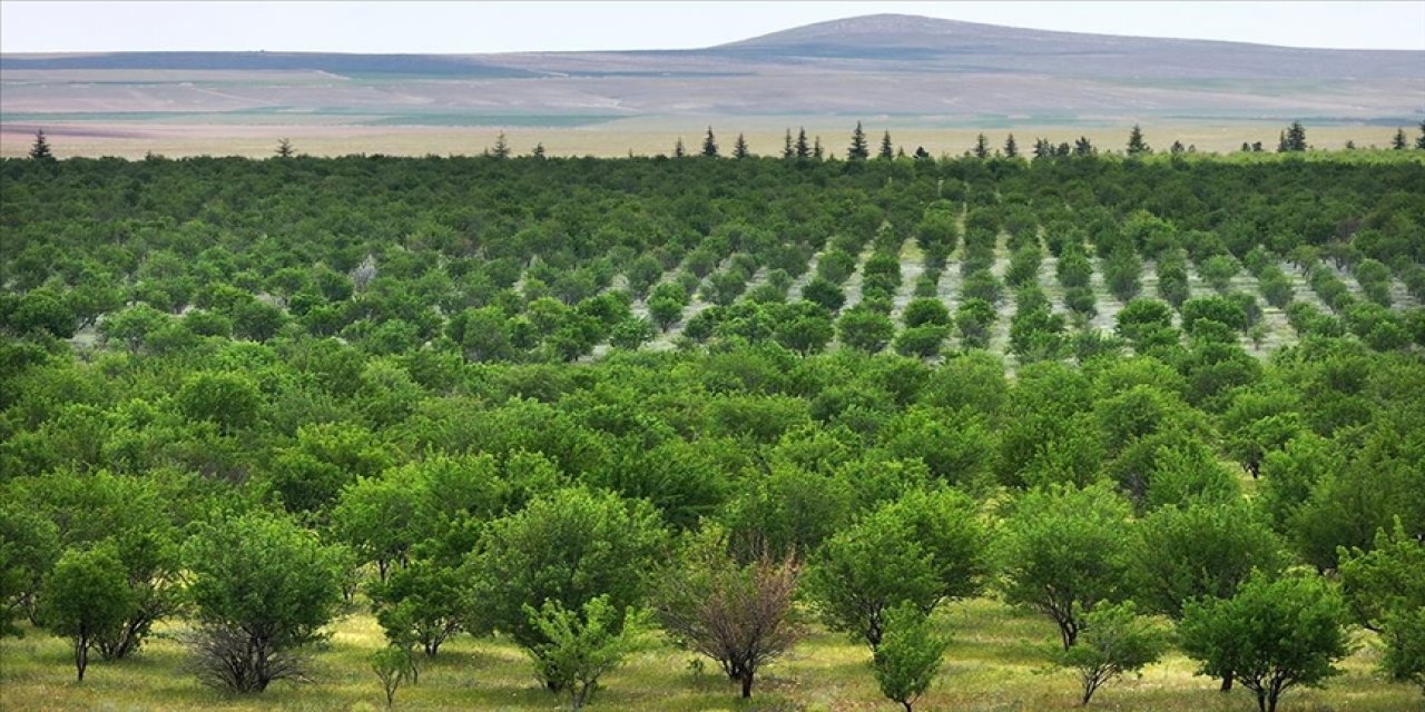 TİGEM'in badem ormanları zararlılarla mücadele ediyor