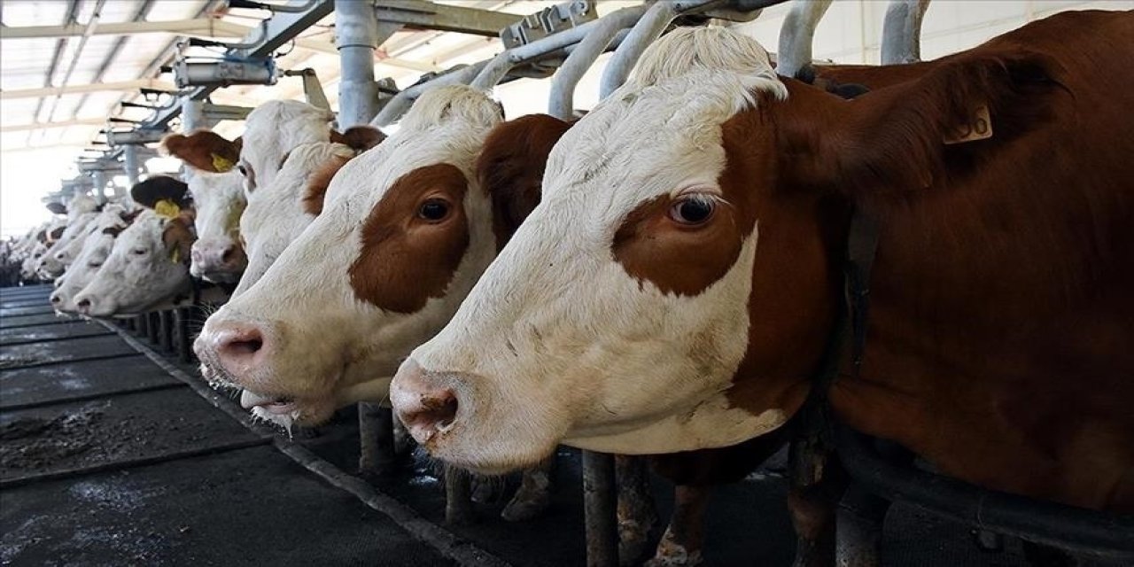 Toplanan inek sütü miktarı 981 bin 10 ton oldu