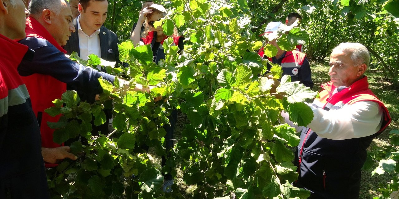 Samsun’da tahmini fındık rekolte çalışması yürütülüyor