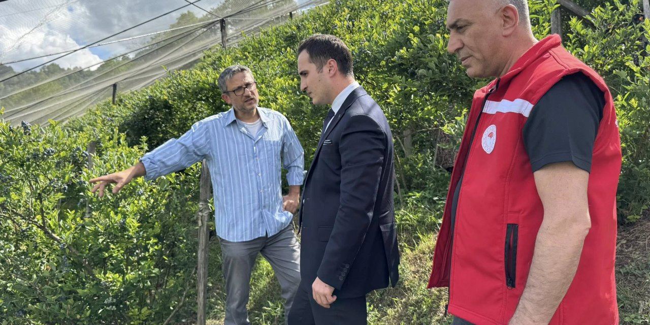 Salıpazarı'nda yaban mersini bahçesi oluşturuldu
