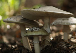 Mantar üreticileri birlik kurdu