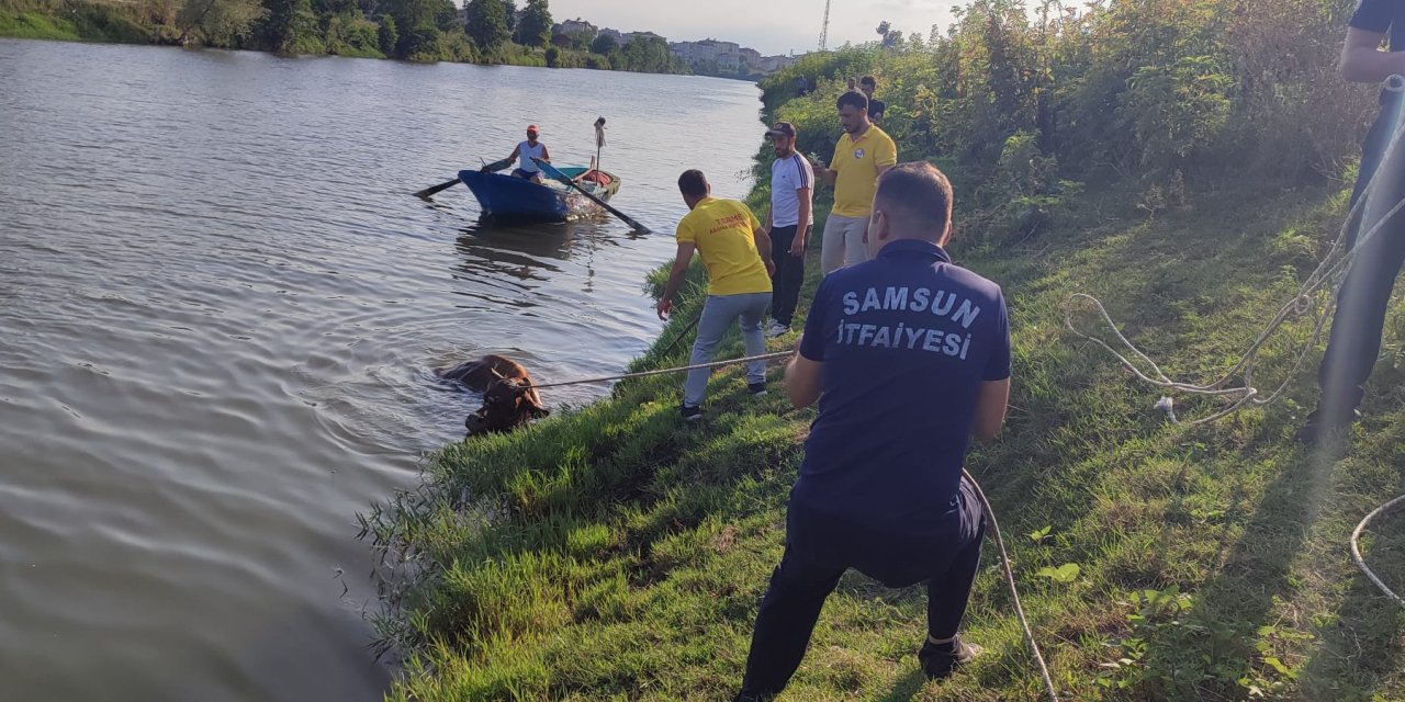 Irmağa düşen inek ekiplerce kurtarıldı