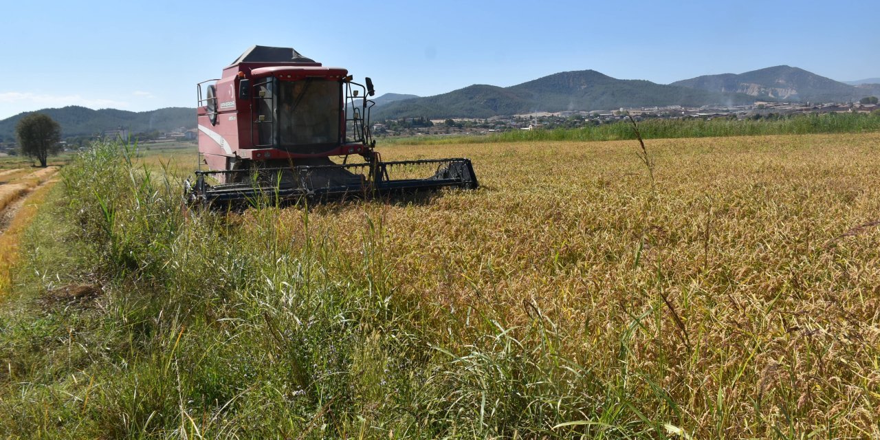 Samsun'da çeltik hasadı gecikmeli başlayacak