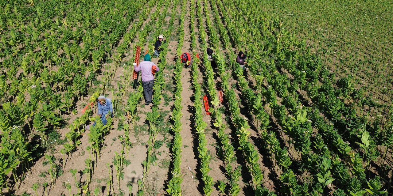 Bafra Ovası'nda tütün hasadı devam ediyor