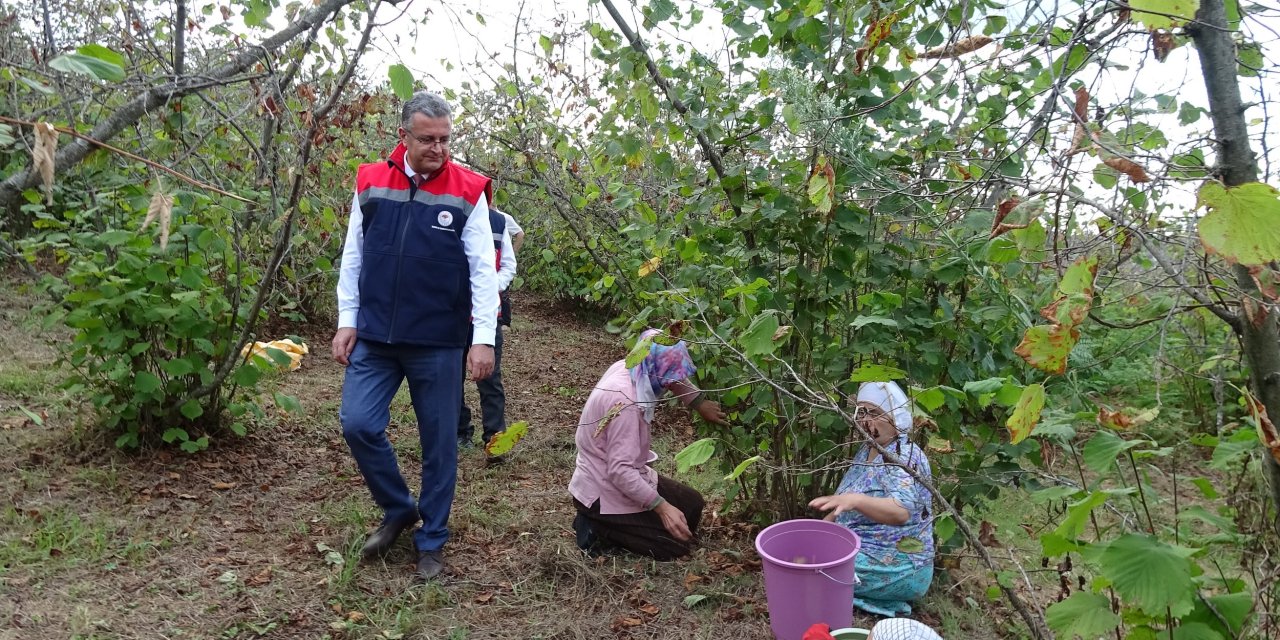 Fındık hasadı devam ediyor