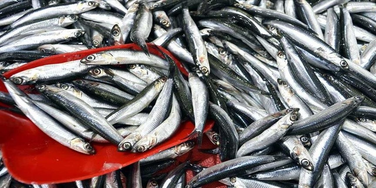 Hamsi ihracatı dikkat çekti