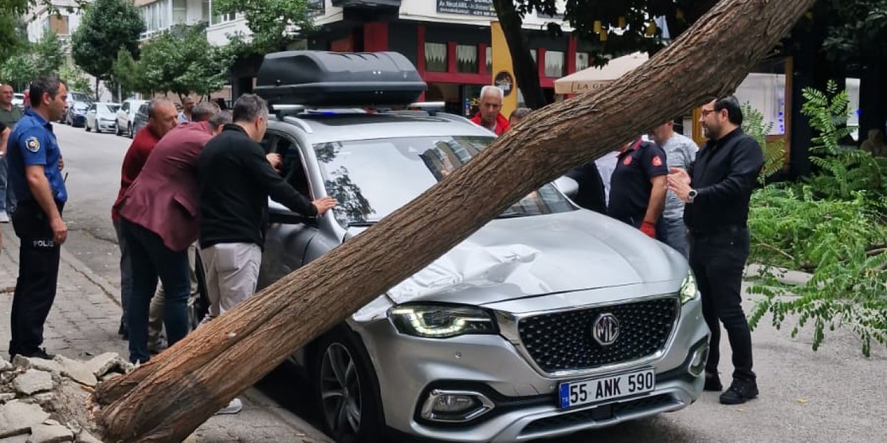 Rüzgarın devirdiği ağaç otomobilin üzerine düştü