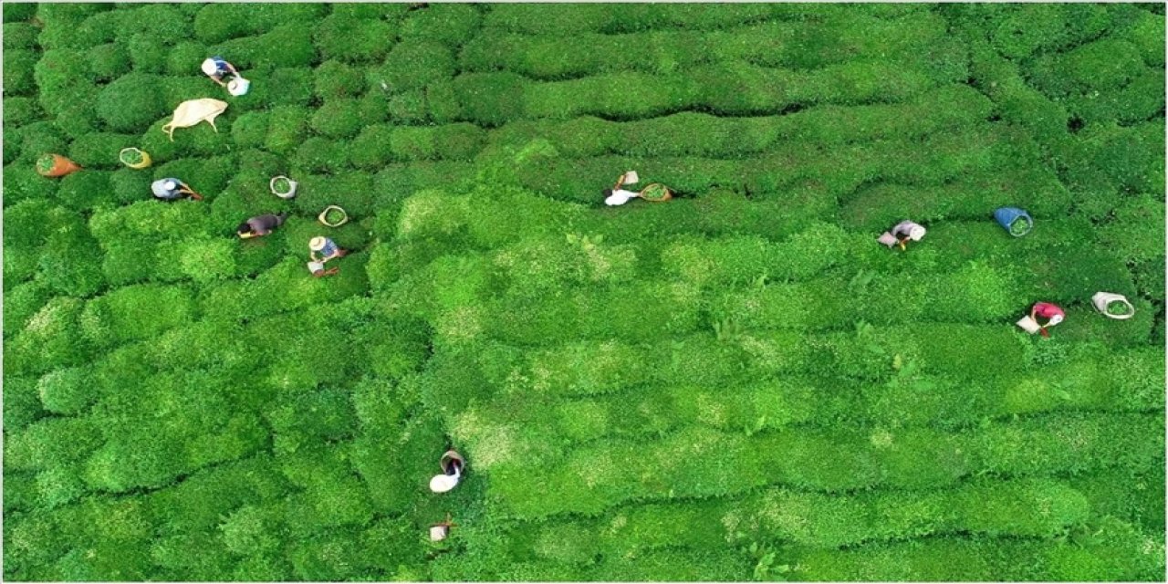 ÇAYKUR'dan "talihsiz ifadeler" açıklaması