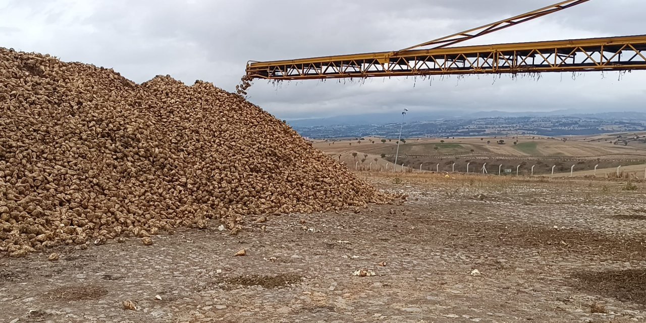 Samsun'da şeker pancarı hasadı başladı