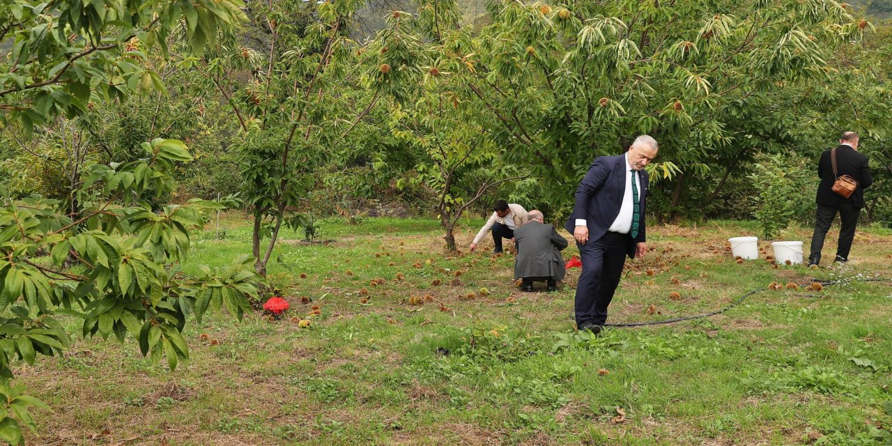 Dayanıklı melez kestane türlerinin üretimi yapılıyor