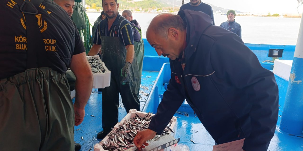Samsun'da 174 bin 480 kilo hamsiye nakil onayı verildi