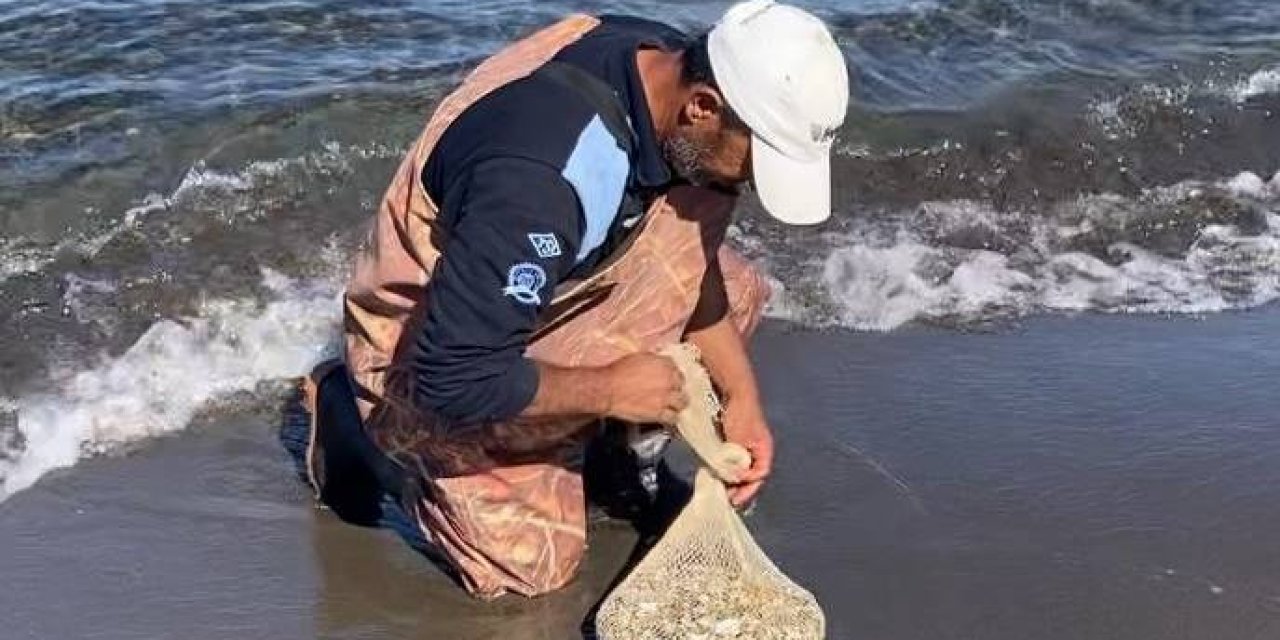 Samsun'da kaçak avlanan 1 ton midye ele geçirildi