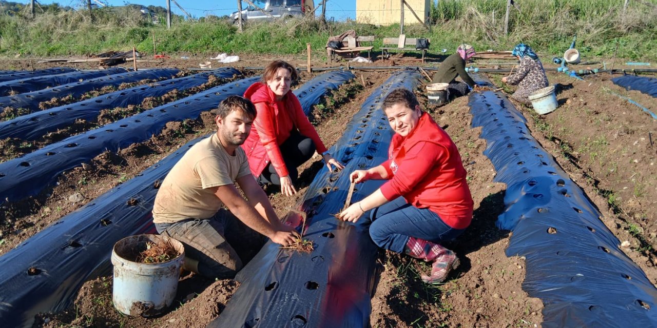 Engiz çileği üretiminin artırılmasına çalışılıyor
