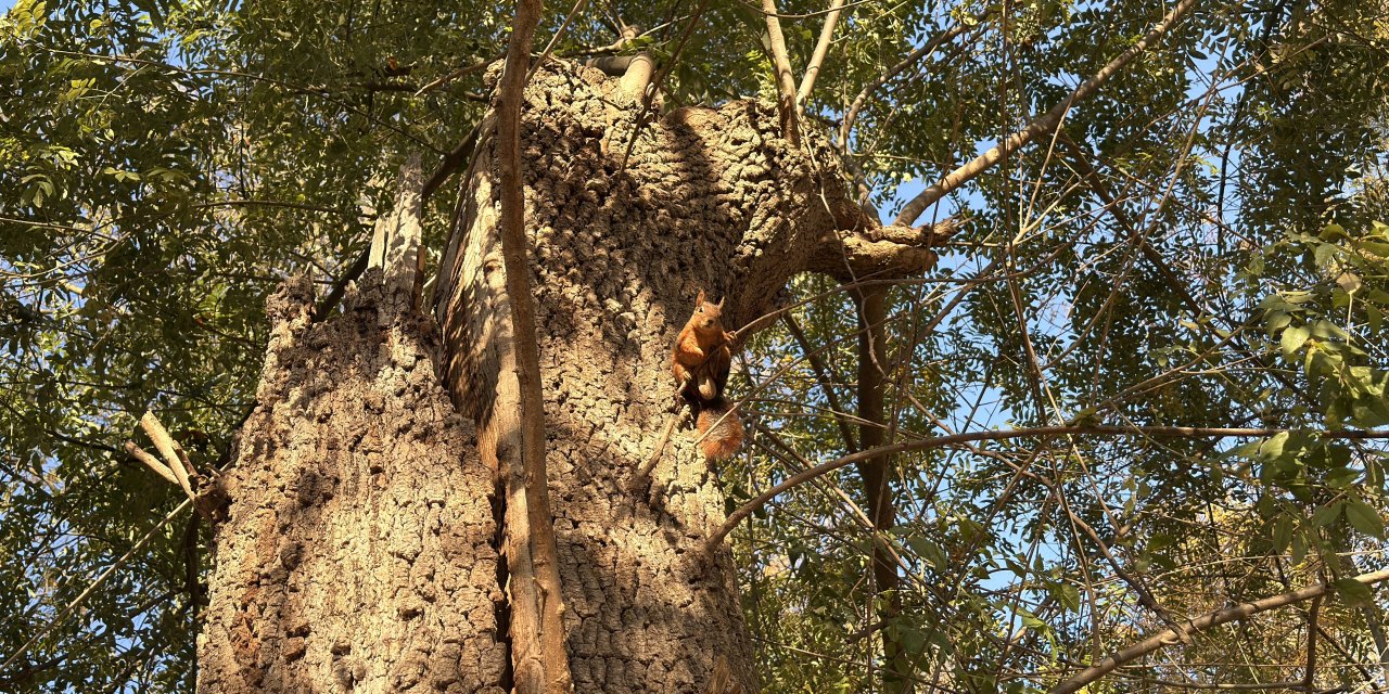 Mesire alanındaki sincaplar görüntülendi