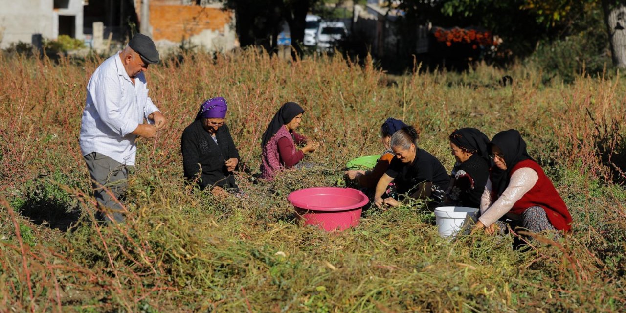 Çiftçilere Ladik fasulyesi tohumu desteği sağlandı