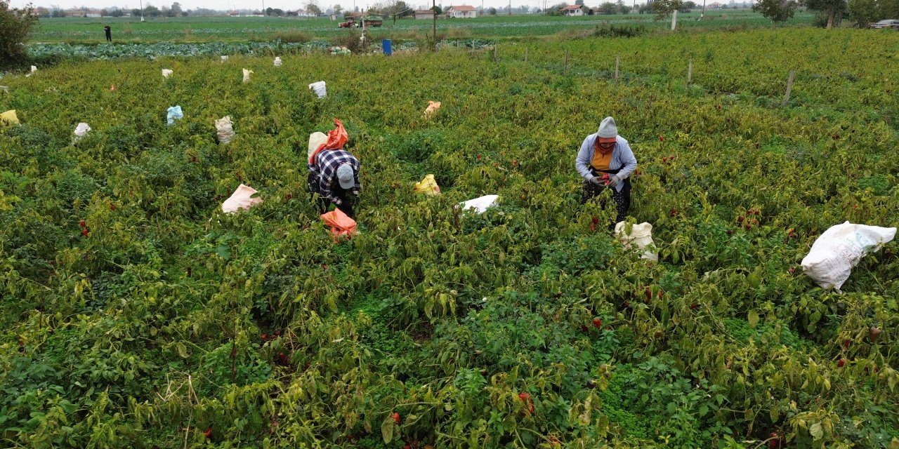 Bafra Ovası'nda kapya biber hasadı devam ediyor