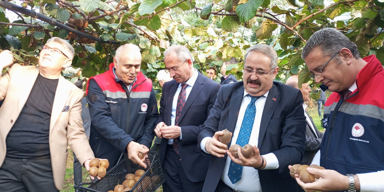 Samsun'da kivi hasat şenliği düzenlendi