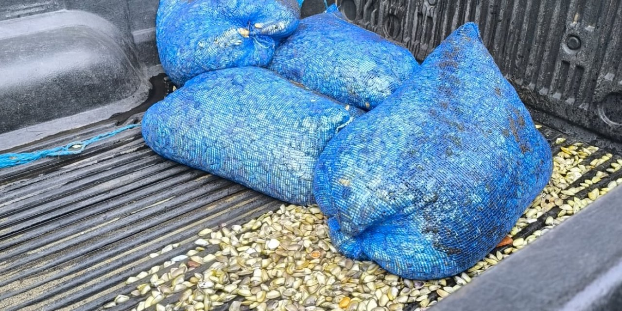 Samsun'da 200 kilogram midye ele geçirildi