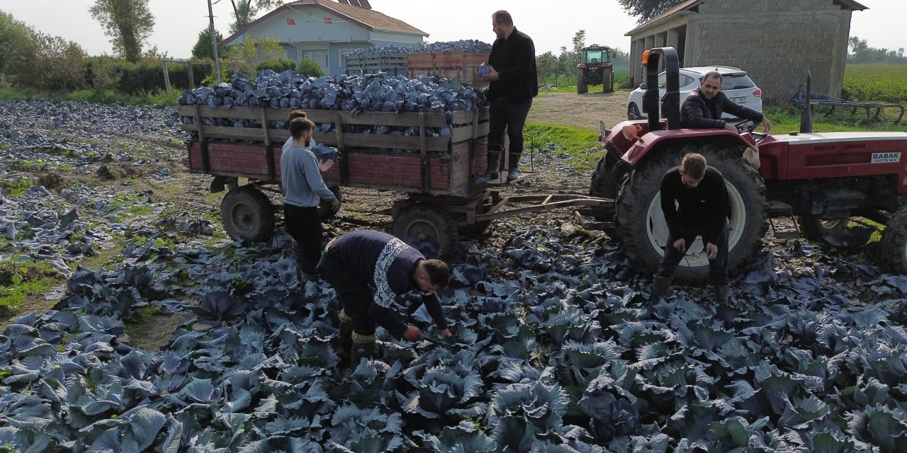 Bafra Ovası'nda kırmızı lahana hasadı başladı