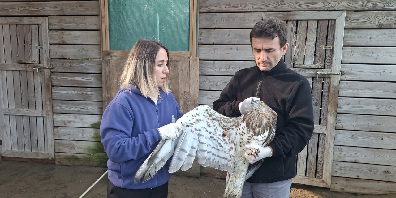 Yaralı yılan kartalı Samsun'da tedavi ediliyor