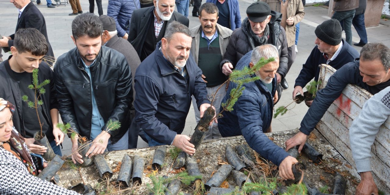 Ücretsiz kızılçam fidanı dağıtıldı