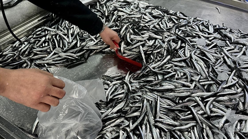 Samsun'da su ürünleri korumasına sıkı denetim