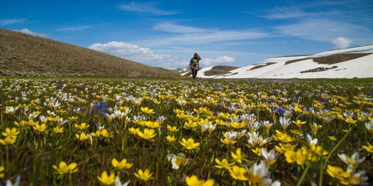 Bitki bazlı gıdalardaki potansiyel artıyor