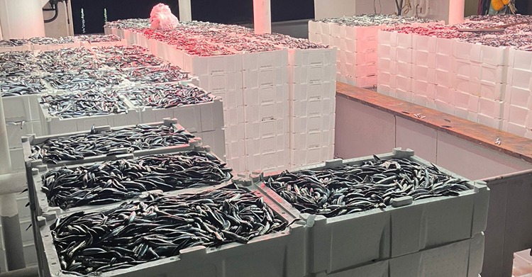 Bolluk ve iri hamsi balıkçıların yüzünü güldürüyor