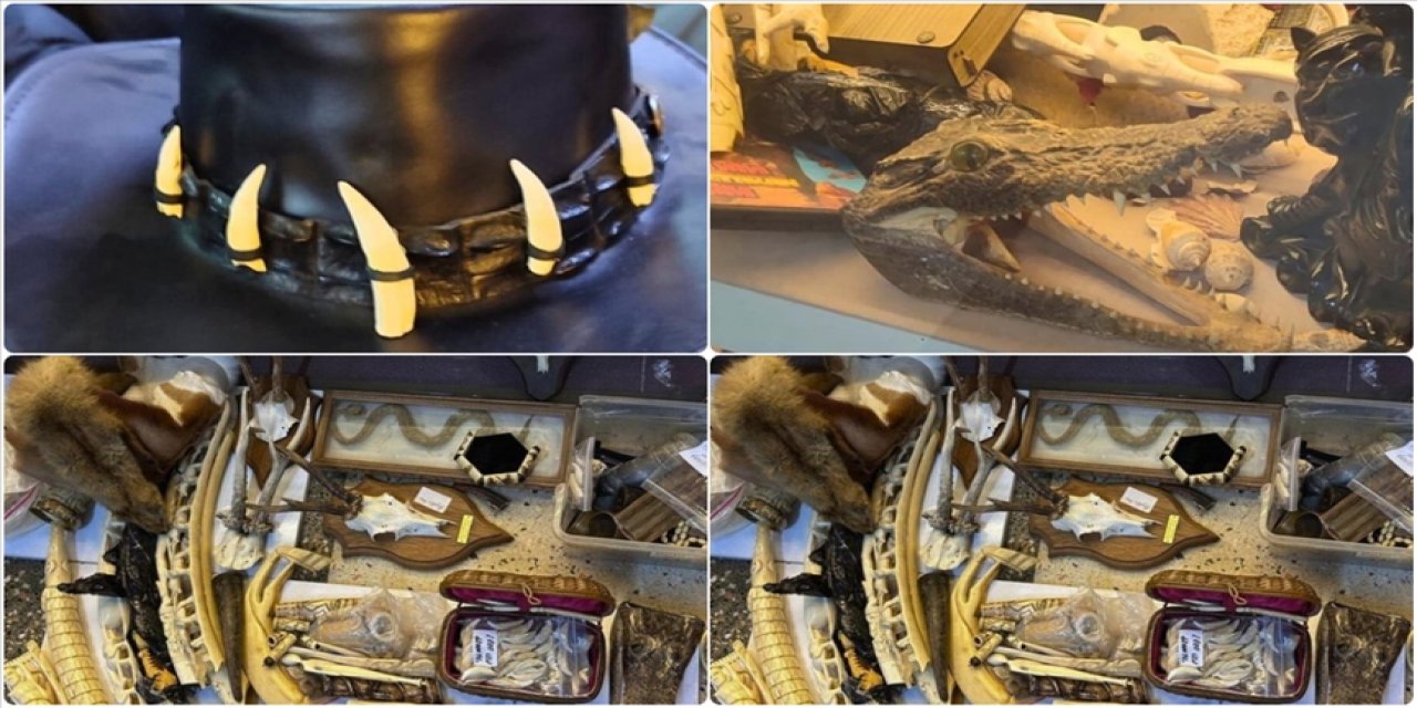 Yasa dışı yaban hayatı ürünlerine el konuldu