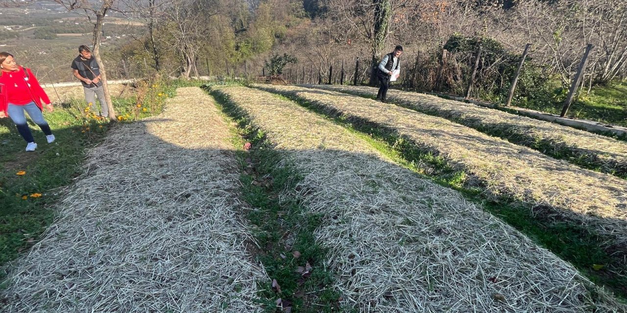 Samsun'da salep üretim alanları denetlendi