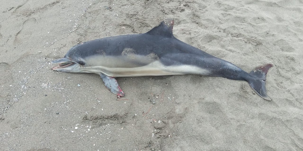 Atakum'da ölü yunus kıyıya vurdu