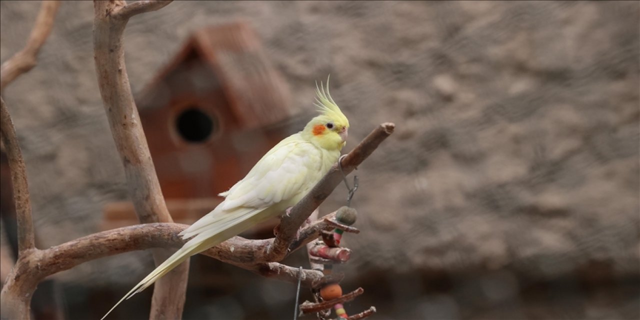 Petshoplarda yaban hayvanı satışı için ruhsat şartı