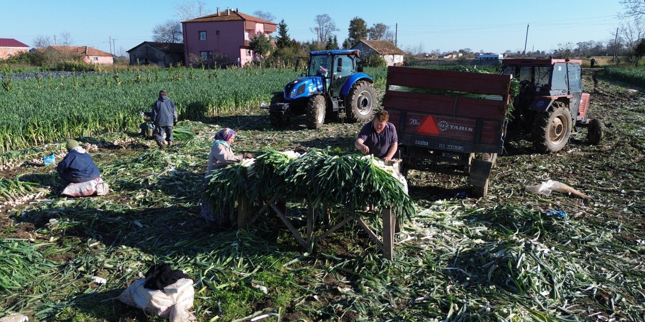 Bafra Ovası'nda pırasa hasadı başladı
