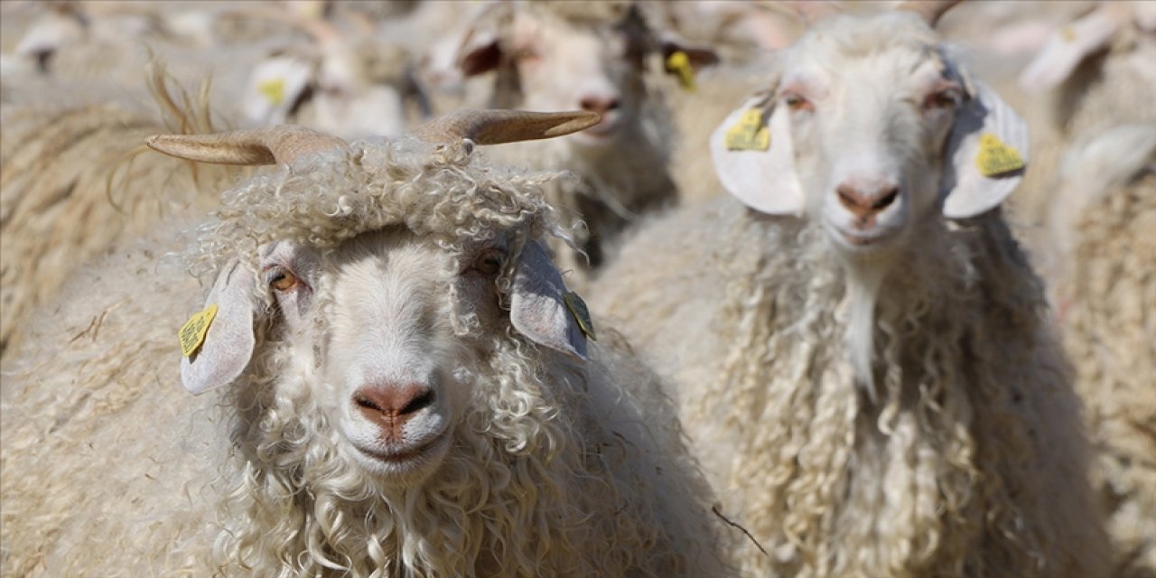 Tiftik sözleşmeli üretim kapsamına alındı