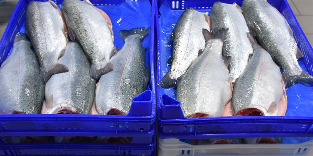 Türk somonu ihracatı dikkat çekti