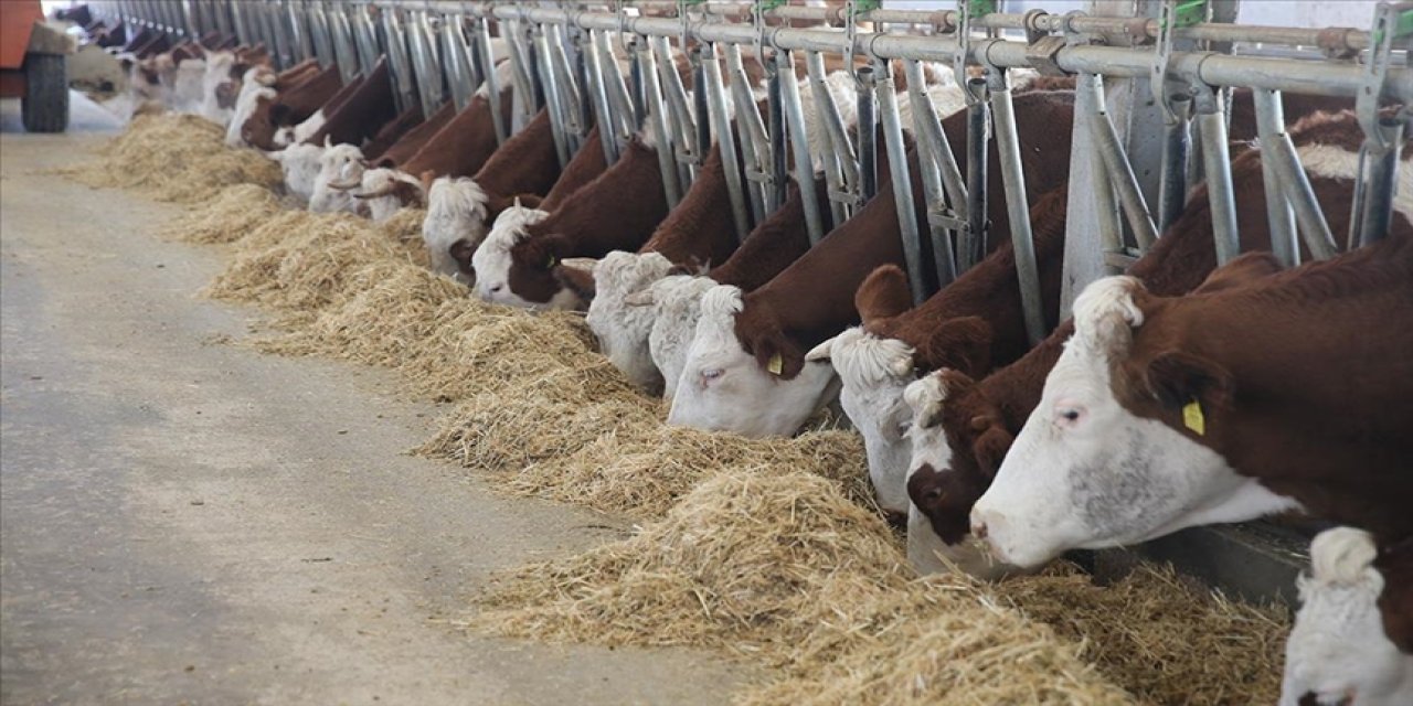 Devlet desteğiyle hayvan sayısını 80'e çıkardı