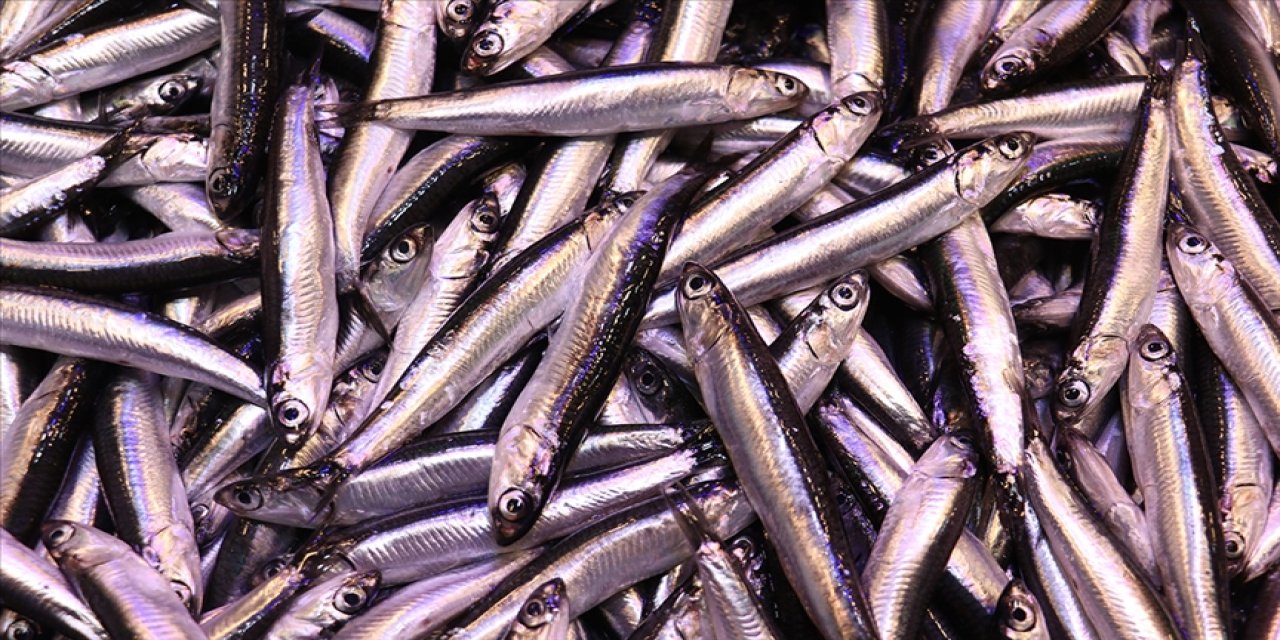 Balıkçıların yüzünü en çok hamsi güldürdü