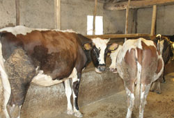 Yüz aileye 2 inek dağıtılacak