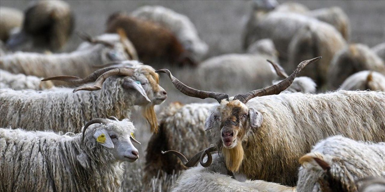 Tiftiğin ekonomiye kazandırılması mekanizmalar geliştirilecek