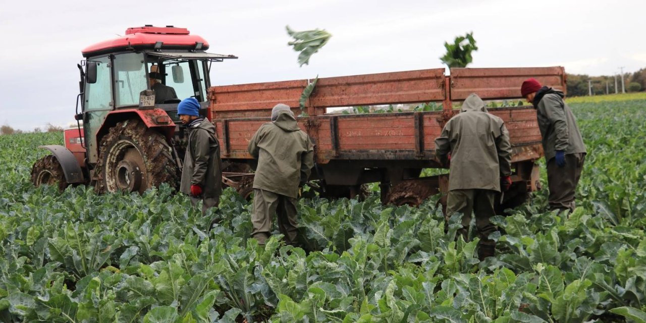 Samsun lahana ve karnabaharda Türkiye lideri oldu
