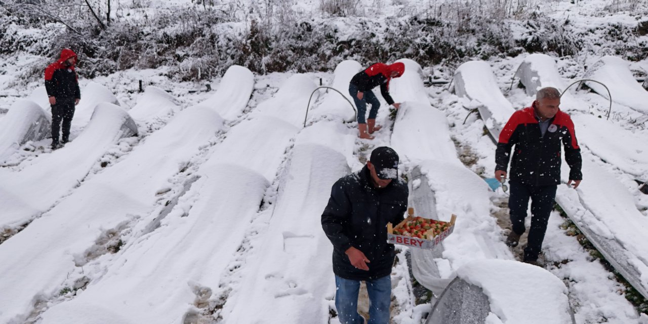 Samsun'da kar altında çilek hasadı yapıldı