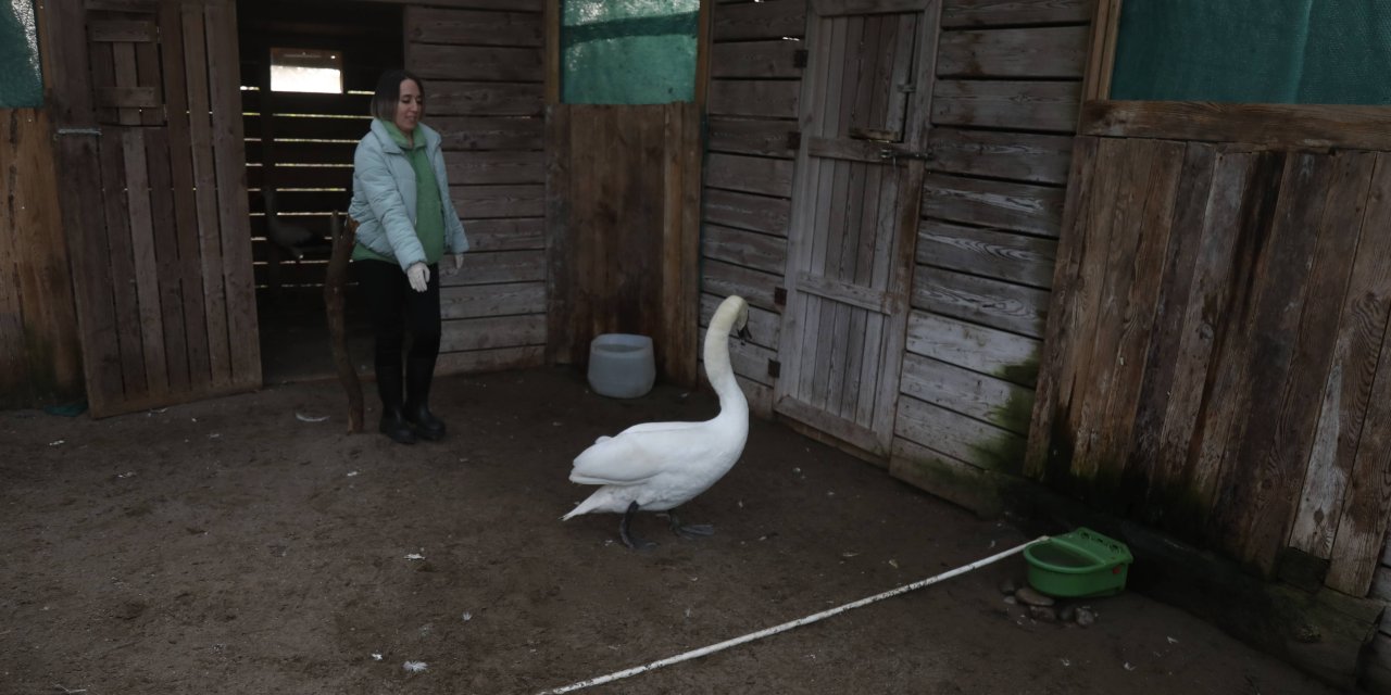 Bitkin düşen kuğu tedavi altına alındı