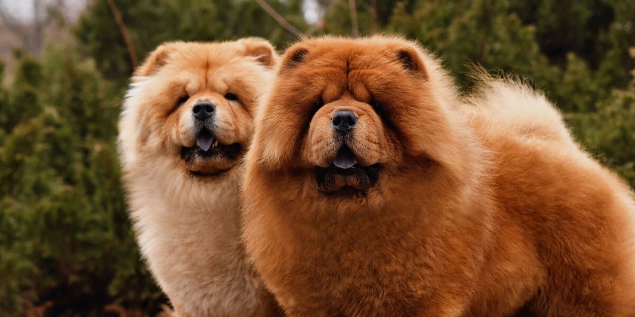 Chow Chow Fiyatları, Bakımı ve Özellikleri_ 2026 Kapsamlı Rehber