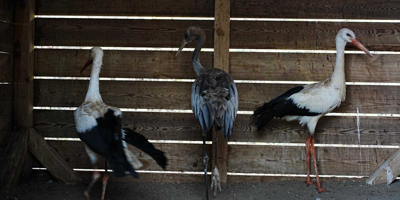 Yaralı ver hasta hayvanlar tedavi ediliyor