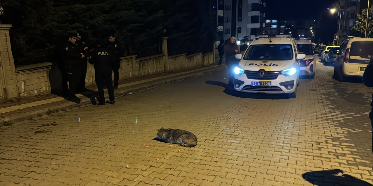 Çakal yavrusu tedavi altına alındı