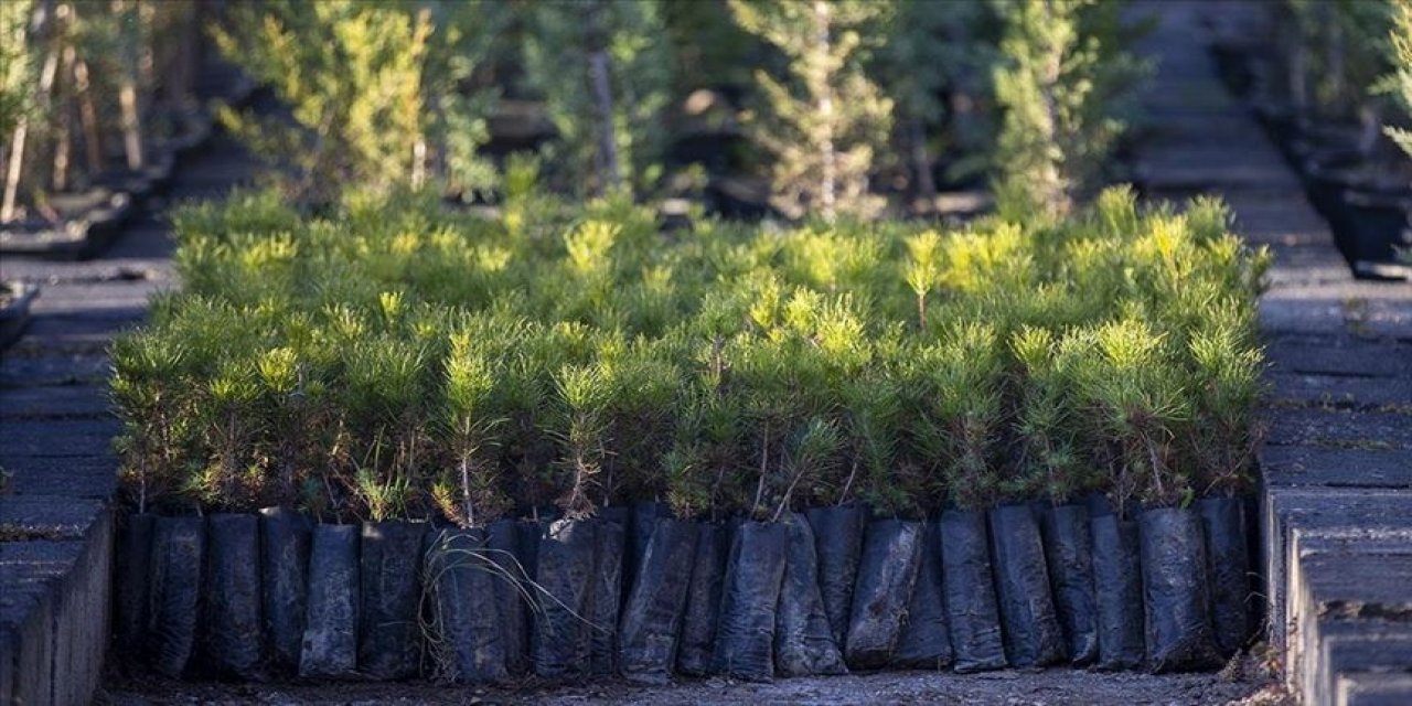 Türkiye'de 517 milyon fidan ve tohum toprakla buluştu