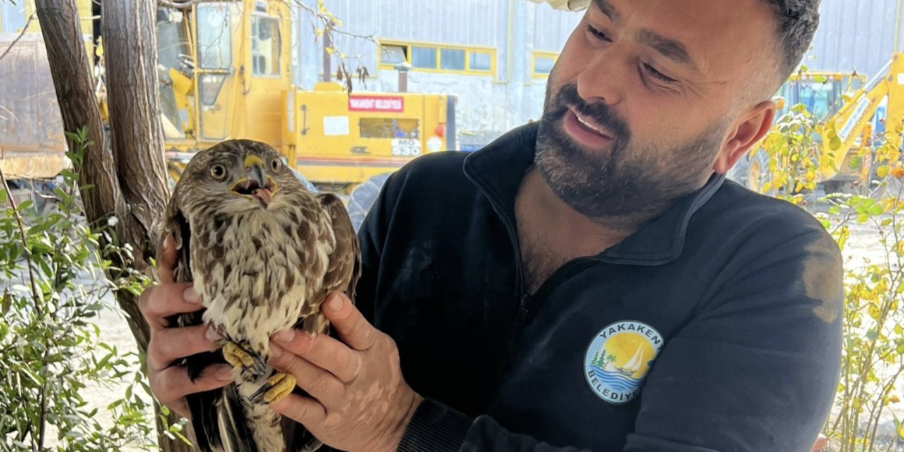 Yaralı halde bulunan şahin koruma altına alındı